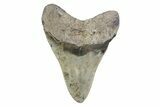 Fossil Megalodon Tooth - North Carolina #378088-1